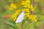Faulbaumbläuling, Celastrina argiolus