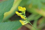 Wiesen-Platterbse , Lathyrus pratensis