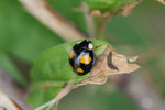 Asiatischer Marienkäfer, Harmonia axyridis