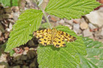 Pantherspanner, Pseudopanthera macularia