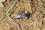 Weidensandbiene, Andrena vaga