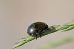 Brauner Blattkäfer, Chrysolina oricalcia
