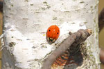 Asiatischer Marienkäfer, Harmonia axyridis