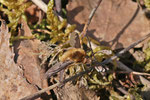 Großer Wollschweber, Bombylius major