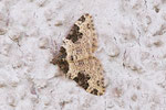 Garten-Blattspanner, Xanthorhoe fluctuata