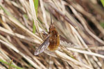 Großer Wollschweber, Bombylius major