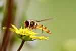 Hainschwebfliege, weibl., Episyrphus balteatus