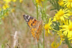 Distelfalter, Vanessa cardui