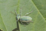 Silberner Grünrüssler, Phyllobius cf. argentatus