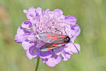 Kleines Fünffleck-Widderchen, Zygaena viciae