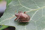 Zweizähnige Dornwanze, Picromerus bidens