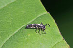 Vierzehnpunkt-Marienkäfer, Larve, Propylea quatuordecimpunctata