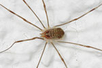 Apenninenkanker, Opilio canestrinii