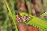 Purpurroter Zünsler, Pyrausta purpuralis
