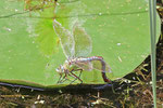 Große Königslibelle, weibl., Anax imperator