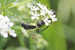 Blattwespe, Macrophya montana