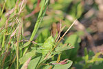 Grünes Heupferd, Larve, Tettigonia viridissima