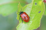 Pappelblattkäfer, Chrysomela populi