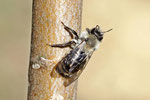 Weidensandbiene, Andrena vaga