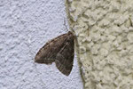 Herbstspanner, Epirrita sp.