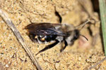 Weidensandbiene, Andrena vaga, styloptisiert