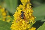 Bienenjagende Knotenwespe, Cerceris rybyensis