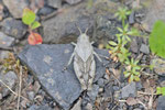 Blauflügelige Ödlandschrecke, Larve, Oedipoda caerulescens