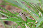 Behaarter Moorweichkäfer, Dascillus cervinus