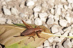 Gemeine Strauchschrecke, weibl., Pholidoptera griseoaptera