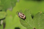 Asiatischer Marienkäfer, Puppe, Harmonia axyridis