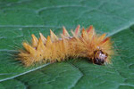 Raupe von der Ahorn - Rindeneule, Acronicta aceris