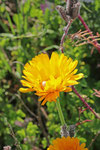 Ringelblume, Calendula officinalis