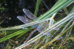 Große Königslibelle, weibl., Anax imperator