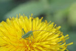 Heupferd, Larve, Tettigonia sp.