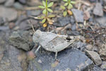 Blauflügelige Ödlandschrecke, Larve, Oedipoda caerulescens