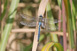 Große Königslibelle, männl., Anax imperator