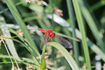 Feuerlibelle, männl., Crocothemis erythraea