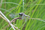 Spitzenfleck, männl., Libellula fulva