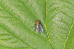 Langbeinfliege, Chrysotus sp.