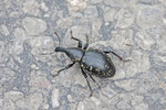 Großer Trägrüssler, Liparus glabrirostris