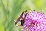 Widderchen, Zygaena purpuralis/minos