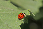Asiatischer Marienkäfer, Harmonia axyridis