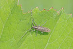 Distel-Scheckhornbock, Agapanthia villosoviridescens