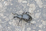 Großer Trägrüssler, Liparus glabrirostris