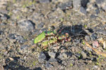 Feld-Sandlaufkäfer, Cicindela campestris