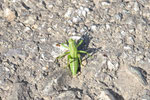 Grünes Heupferd, Larve, Tettigonia viridissima