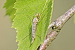 Zuckmücke, männl., Chironomidae sp.