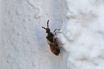Gescheckte Rindenwanze, Aradus depressus