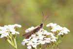 Brauner Grashüpfer, Chorthippus brunneus