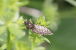 Mausgrauer Schnellkäfer, Agrypnus murinus